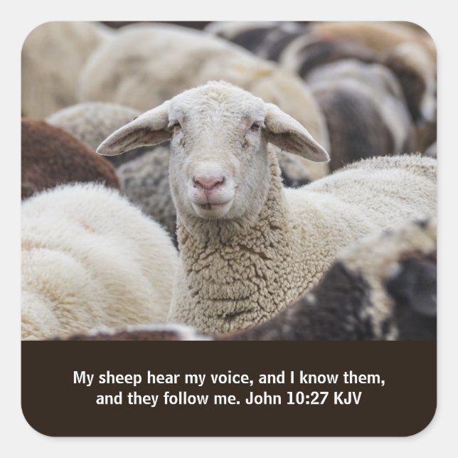 Pegatina Cuadrada Mi oveja escucha mi voz, las escrituras, las oveja (Anverso)