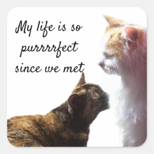 Pegatina Cuadrada Mi vida es una foto perfecta de dos gatos