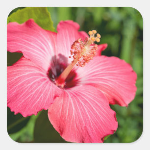 Pegatina Cuadrada Míchigan, Dearborn. Detalle de Hibisco Rosa