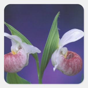 Pegatina Cuadrada Michigan, Parque Nacional Bruce Peninsula.Asombros