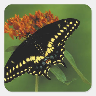 Pegatina Cuadrada Michigan, Rochester. Negro oriental americano