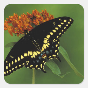 Pegatina Cuadrada Michigan, Rochester. Negro oriental americano