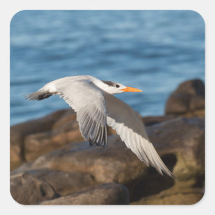 Pegatina Cuadrada Mientras Tern vuela