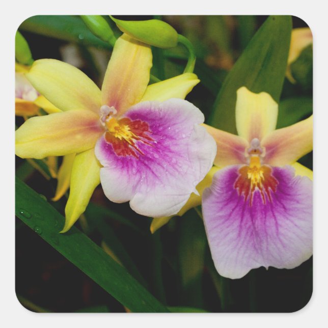 Pegatina Cuadrada Miltonia Sunset (Anverso)