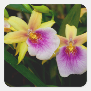 Pegatina Cuadrada Miltonia Sunset