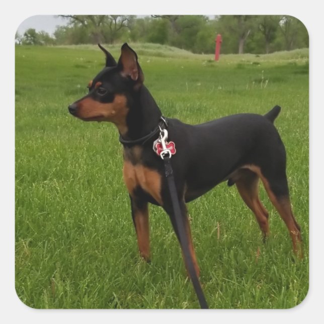 Pegatina Cuadrada Min Pin (Anverso)