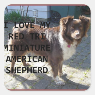 Pegatina Cuadrada mini am shepherd red tri love with pic