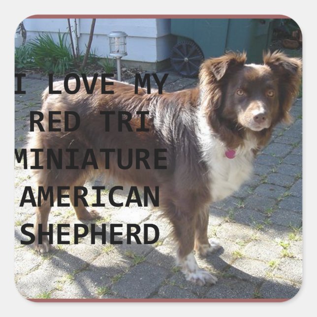 Pegatina Cuadrada mini am shepherd red tri love with pic (Anverso)