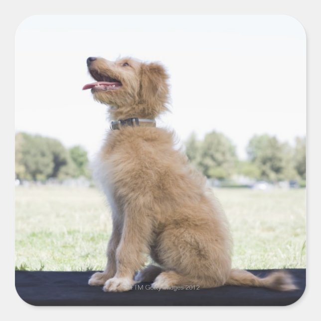 Pegatina Cuadrada Mini garabato dorado (Anverso)