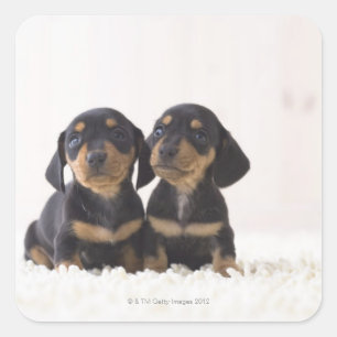 Pegatina Cuadrada Mini sentada del Dachshund dos