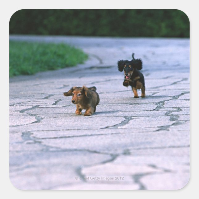 Pegatina Cuadrada Miniatura Dachshund 3 (Anverso)