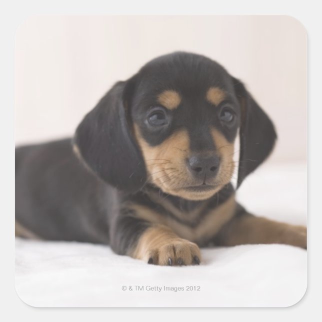 Pegatina Cuadrada Miniatura de Dachshund (Anverso)