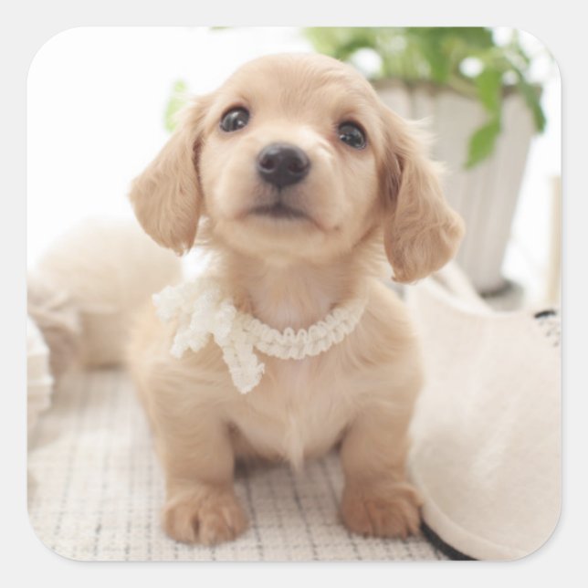 Pegatina Cuadrada Miniatura de Dachshund (Anverso)