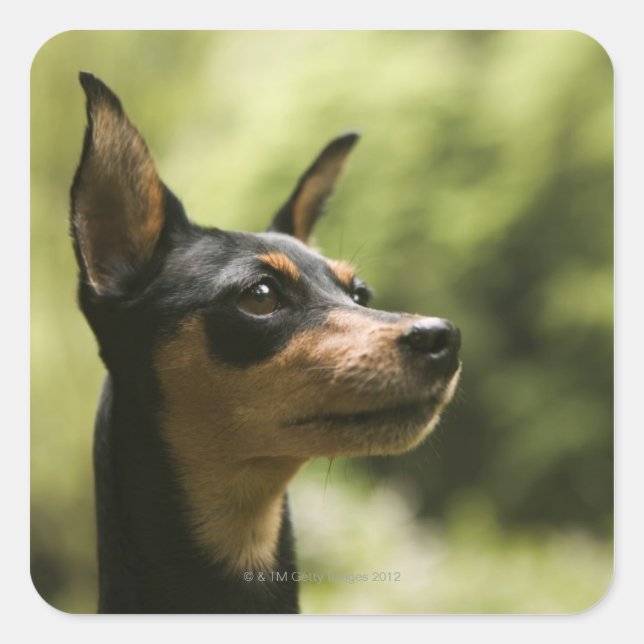 Pegatina Cuadrada Miniatura Pinscher (Min-Pin) (Anverso)