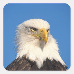 Pegatina Cuadrada Mirada del águila calva