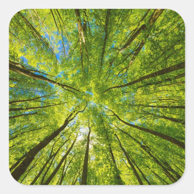 Pegatina Cuadrada Mirando a través de hojas de árboles verdes (Anverso)