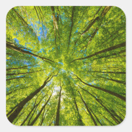 Pegatina Cuadrada Mirando a través de hojas de árboles verdes