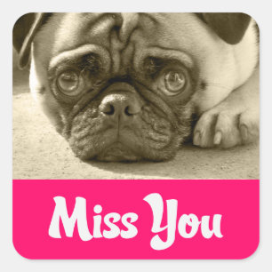 Pegatina Cuadrada Miss You Pug Puppy Perro Saludando a los Pegatinas