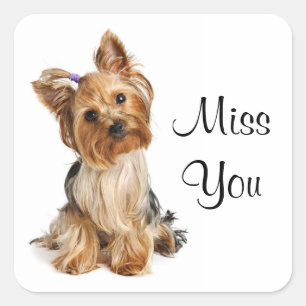 Pegatina Cuadrada Miss You Yorkshire Terrier Puppy Dog Pegatinas