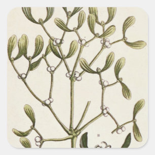 Pegatina Cuadrada Mistletoe de A Curious Herbal, 1782