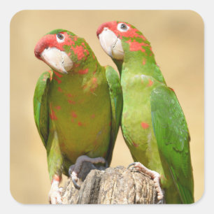 Pegatina Cuadrada Mitred Parakeet en un post de madera Postcard