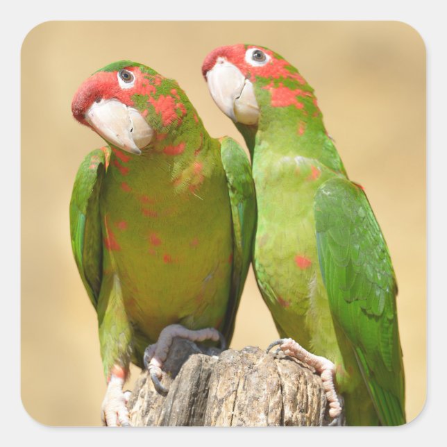 Pegatina Cuadrada Mitred Parakeet en un post de madera Postcard (Anverso)