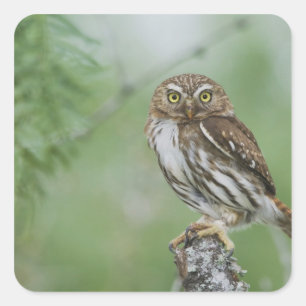 Pegatina Cuadrada Mochuelo Ferruginoso, Glaucidium brasilianum, 3