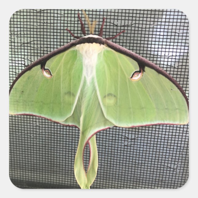 Pegatina Cuadrada Moda lunar (Anverso)