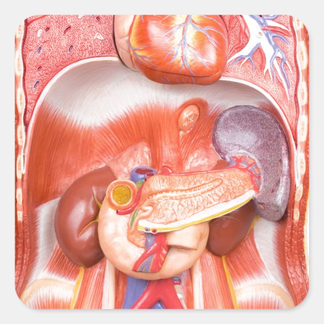 Pegatina Cuadrada Modelo de cuerpo de torso humano con órganos (Anverso)