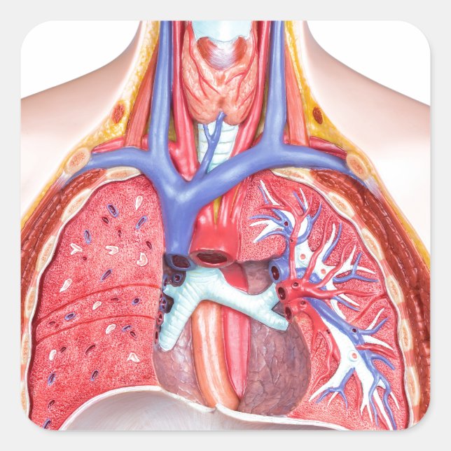 Pegatina Cuadrada Modelo de cuerpo humano interno sobre fondo blanco (Anverso)