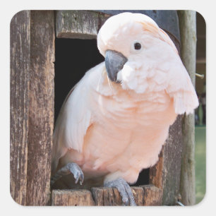 Pegatina Cuadrada Moluccan Cockatoo