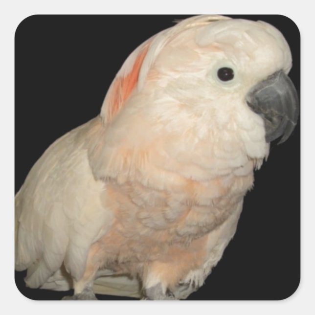 Pegatina Cuadrada Moluccan Cockatoo Parrot (Anverso)