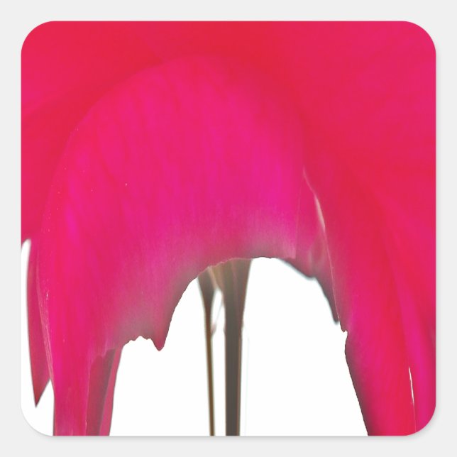 Pegatina Cuadrada Momento capturado: Elegancia de Petal de Rosa Roja (Anverso)