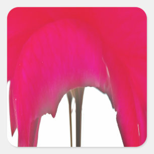 Pegatina Cuadrada Momento capturado: Elegancia de Petal de Rosa Roja