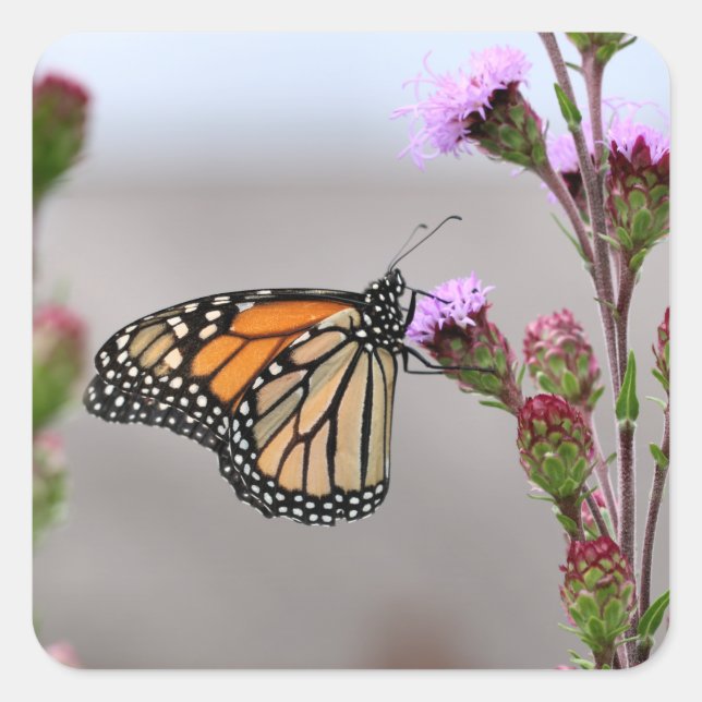 Pegatina Cuadrada Monarca (Anverso)