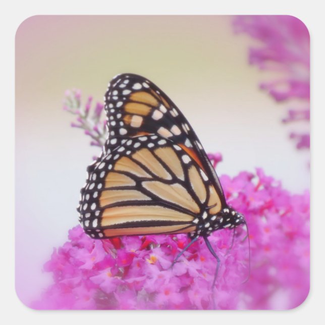 Pegatina Cuadrada Monarca en rosa - Mariposa (Anverso)