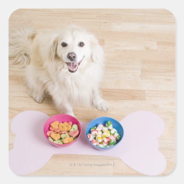 Pegatina Cuadrada mongrel sentado frente a dos tazones con perro (Anverso)