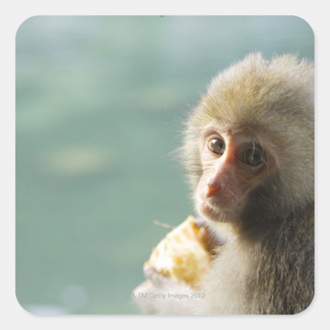 Pegatina Cuadrada Mono (Anverso)
