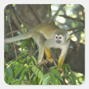 Pegatina Cuadrada Mono ardilla común, (Saimiri sciureus), Rio