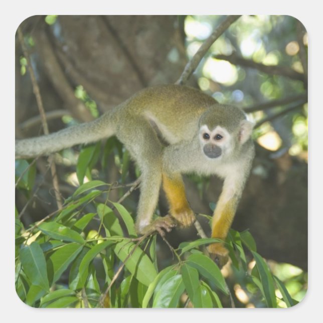 Pegatina Cuadrada Mono ardilla común, (Saimiri sciureus), Rio (Anverso)