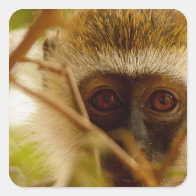Pegatina Cuadrada Mono Cheeky. (Anverso)
