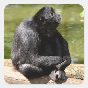 Pegatina Cuadrada Mono de araña de cabeza negra sentado en un tronco