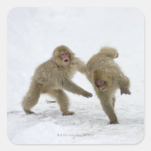 Pegatina Cuadrada Mono de nieve japonés cubs jugando con nieve