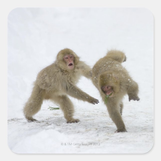 Pegatina Cuadrada Mono de nieve japonés cubs jugando con nieve (Anverso)