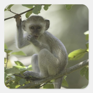 Pegatina Cuadrada Mono verde, Zimbabue