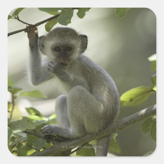 Pegatina Cuadrada Mono verde, Zimbabue (Anverso)