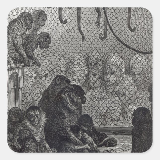 Pegatina Cuadrada Monos de Londres (Anverso)