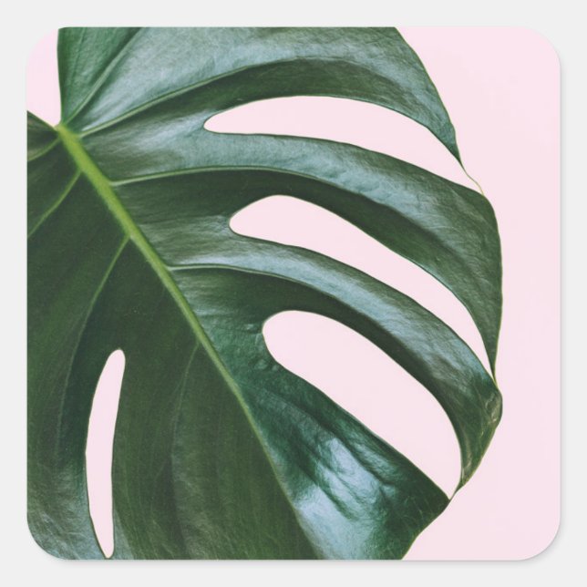 Pegatina Cuadrada Monstera Tropical Leaf (Anverso)