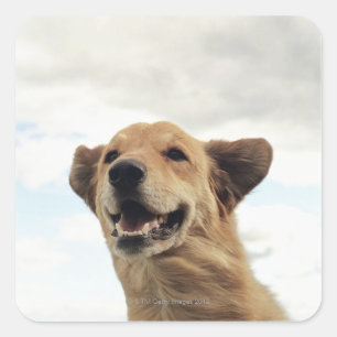 Pegatina Cuadrada Montana, Estados Unidos