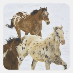 Pegatina Cuadrada Montañas Big Horn, caballos corriendo en la nieve